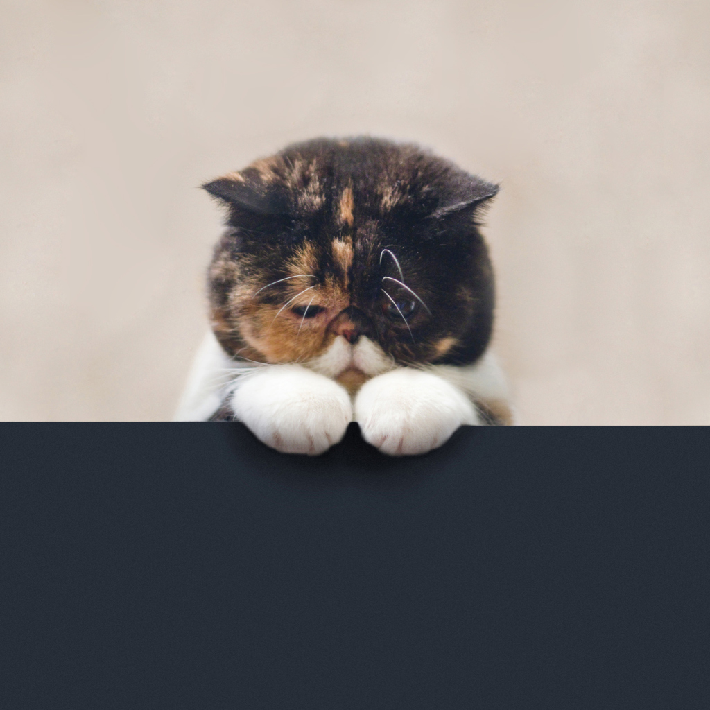 Fondo de pantalla Sad Cat 1024x1024
