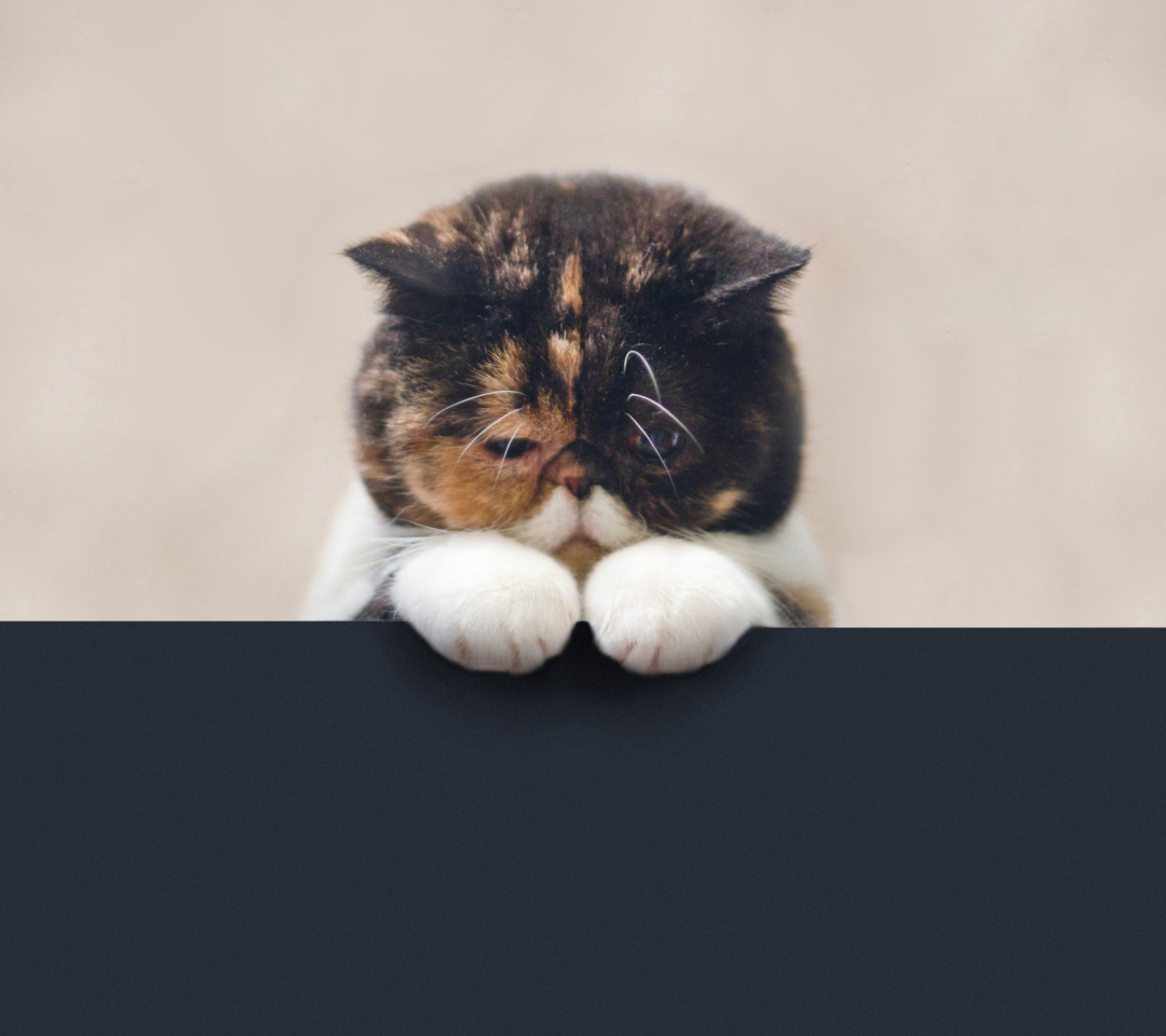 Das Sad Cat Wallpaper 1080x960