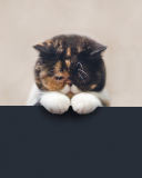 Fondo de pantalla Sad Cat 128x160