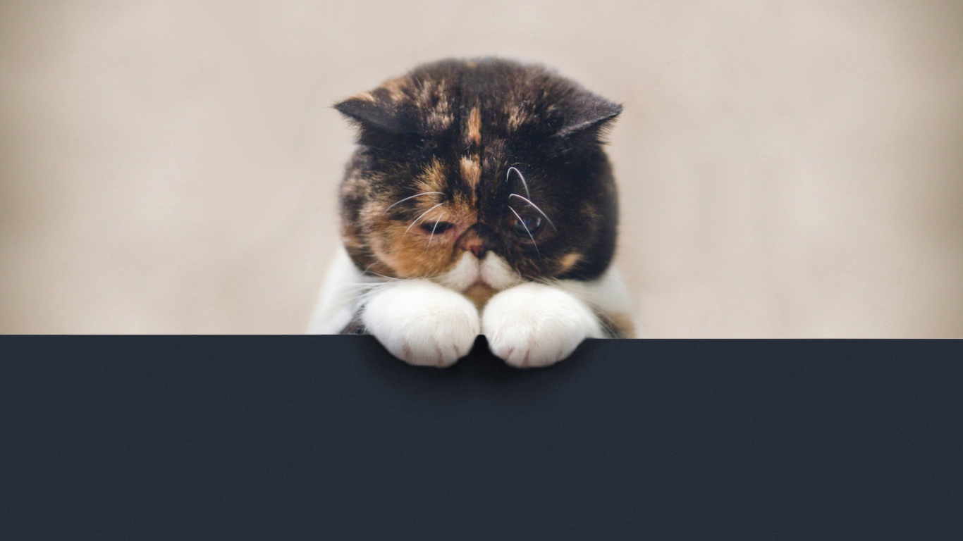 Fondo de pantalla Sad Cat 1366x768