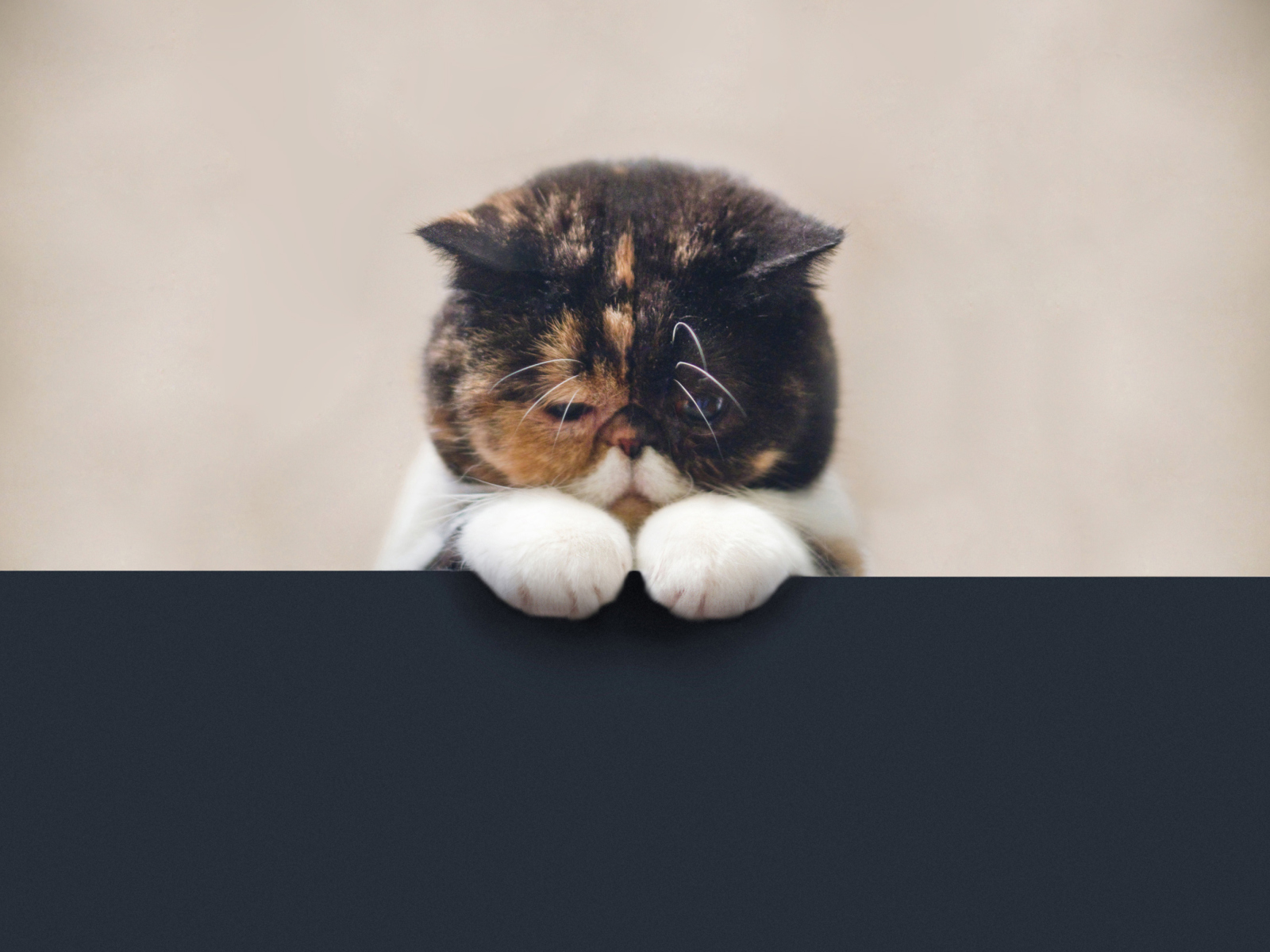 Sad Cat wallpaper 1600x1200