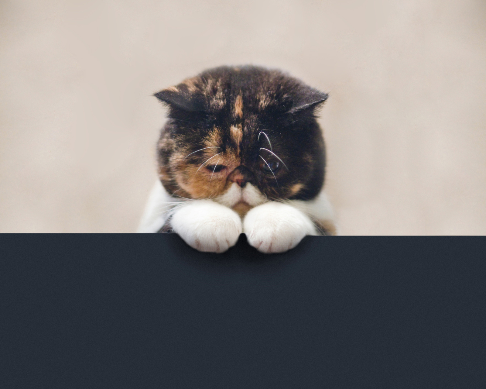 Das Sad Cat Wallpaper 1600x1280