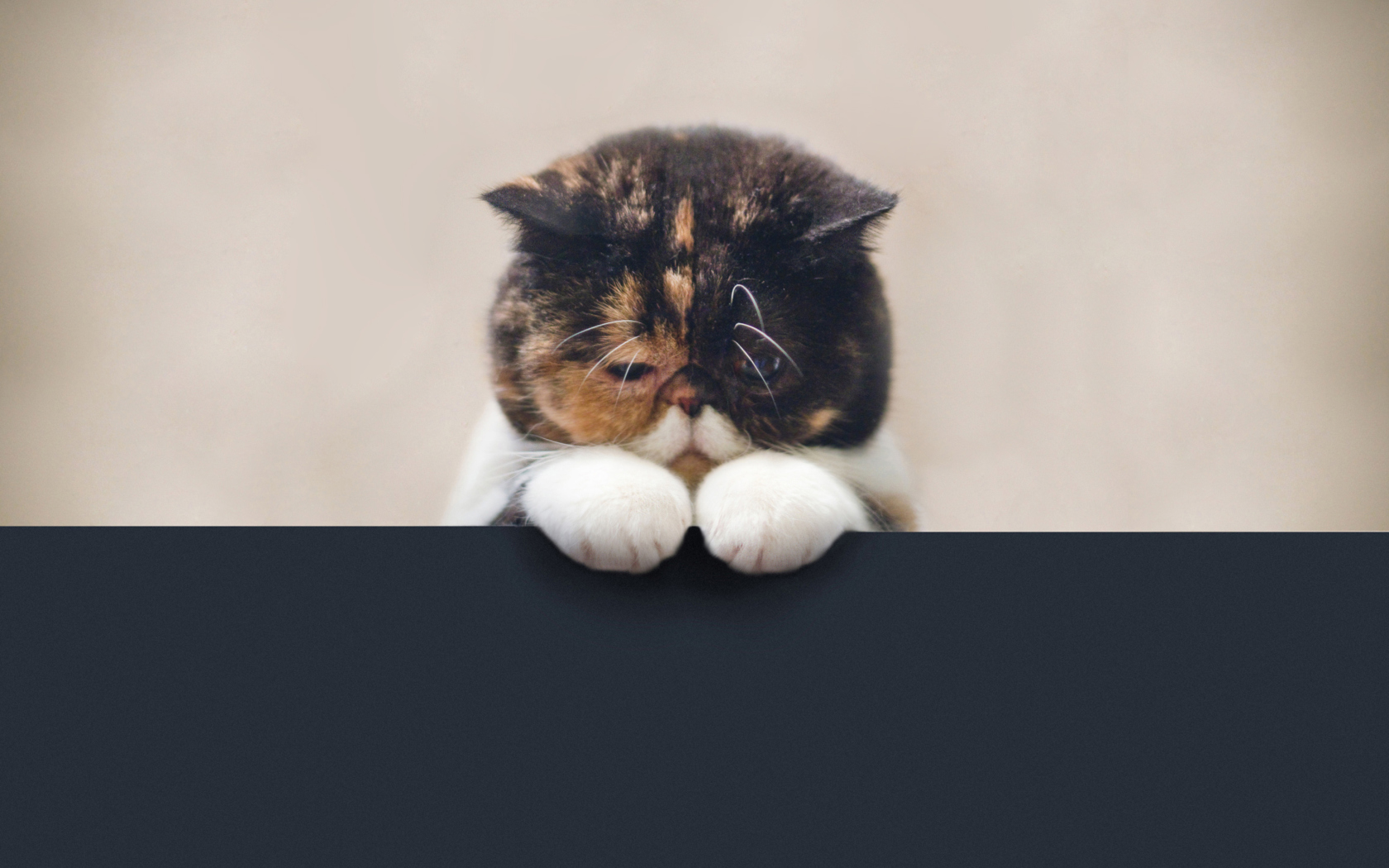 Fondo de pantalla Sad Cat 1680x1050
