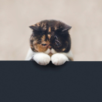 Sad Cat screenshot #1 208x208
