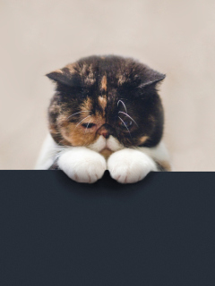 Fondo de pantalla Sad Cat 240x320