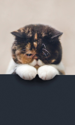 Das Sad Cat Wallpaper 240x400