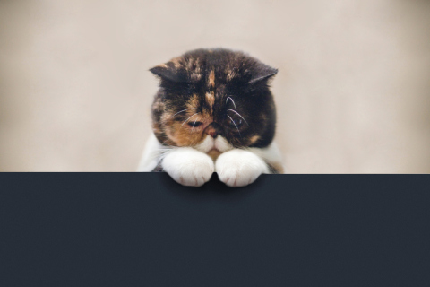 Fondo de pantalla Sad Cat 480x320