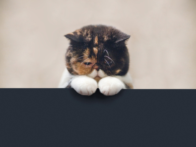 Das Sad Cat Wallpaper 640x480