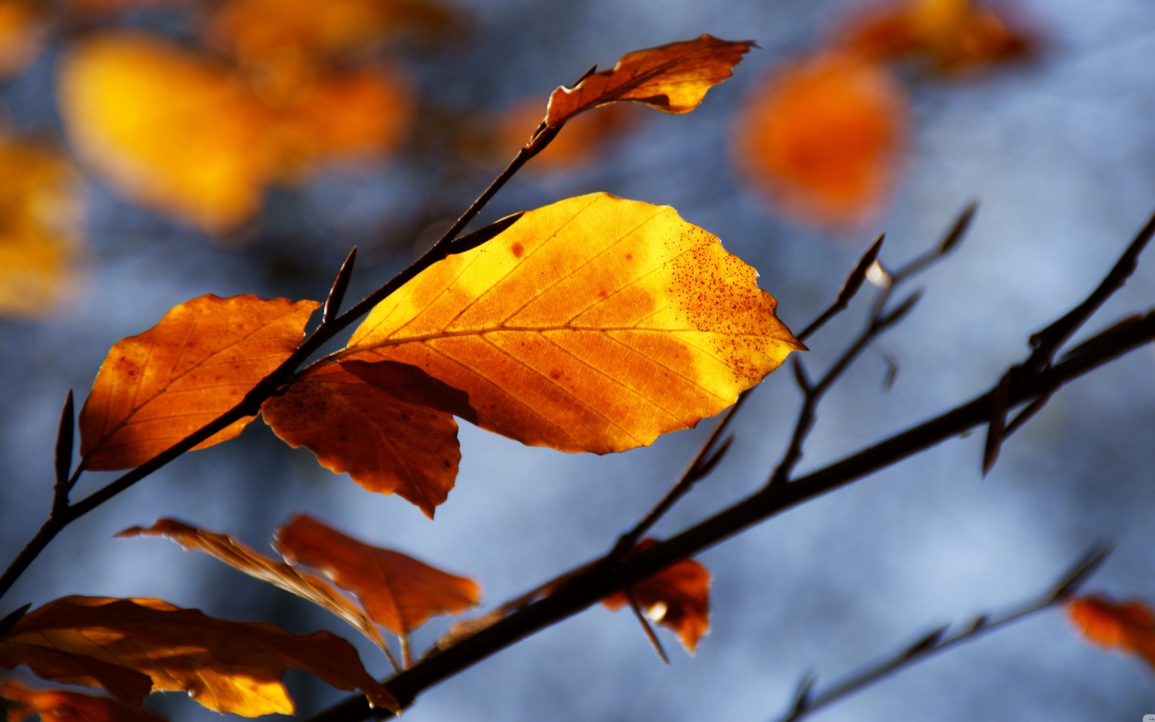 Fondo de pantalla Golden Leaves 1680x1050