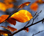 Fondo de pantalla Golden Leaves 176x144