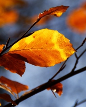 Fondo de pantalla Golden Leaves 176x220