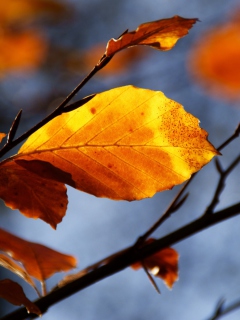 Fondo de pantalla Golden Leaves 240x320