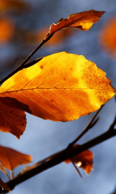 Обои Golden Leaves 240x400