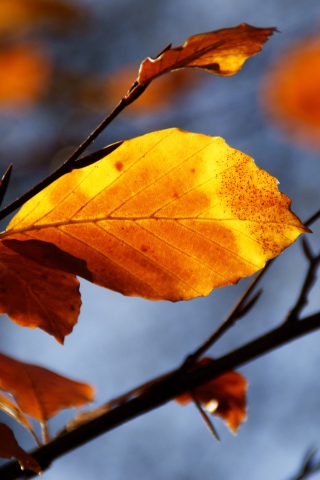 Golden Leaves screenshot #1 320x480