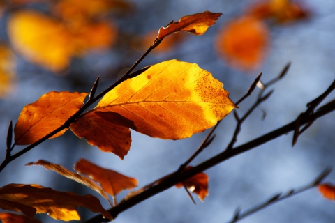 Fondo de pantalla Golden Leaves 480x320