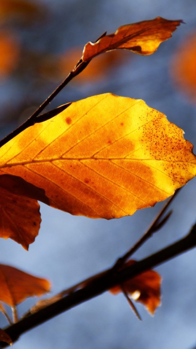 Обои Golden Leaves 640x1136