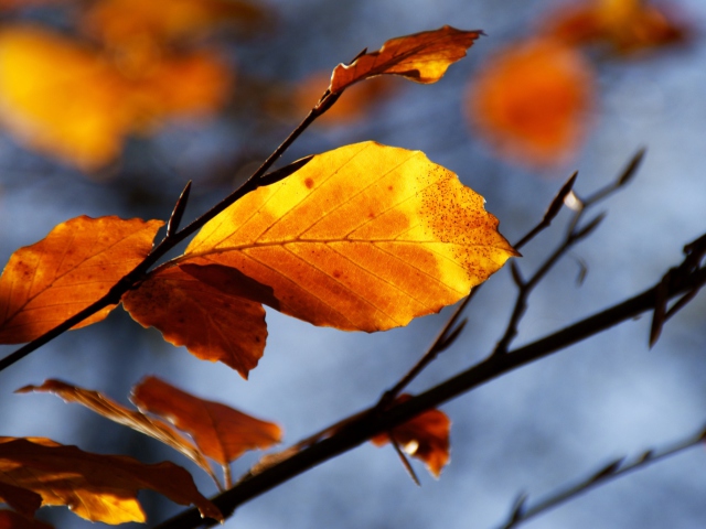 Sfondi Golden Leaves 640x480