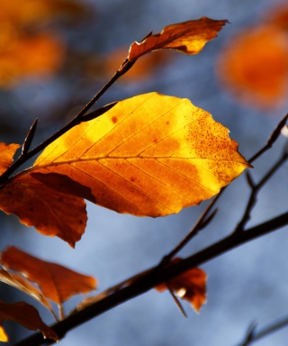 Golden Leaves - Obrázkek zdarma pro iPhone 5S