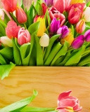 Обои Bunch of tulips 128x160