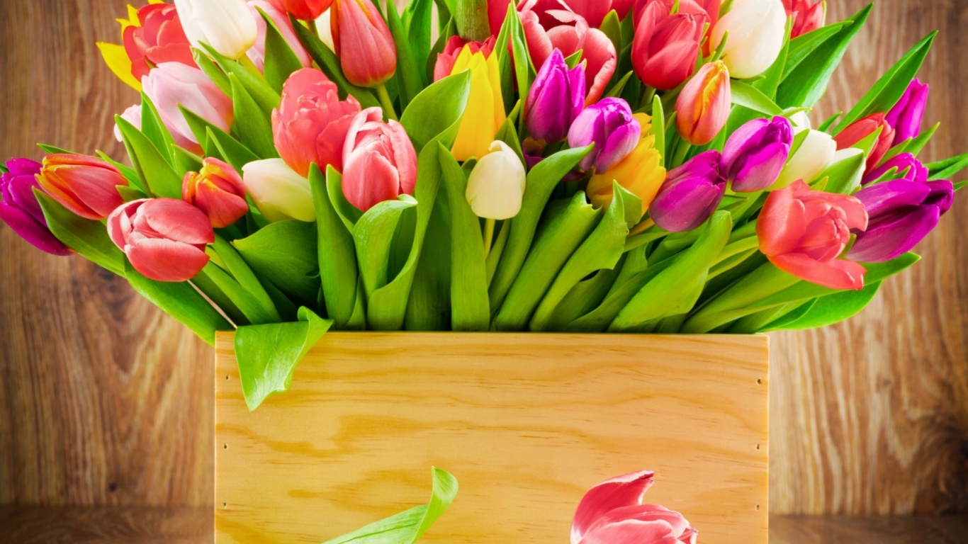 Fondo de pantalla Bunch of tulips 1366x768