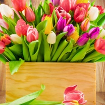 Bunch of tulips screenshot #1 208x208