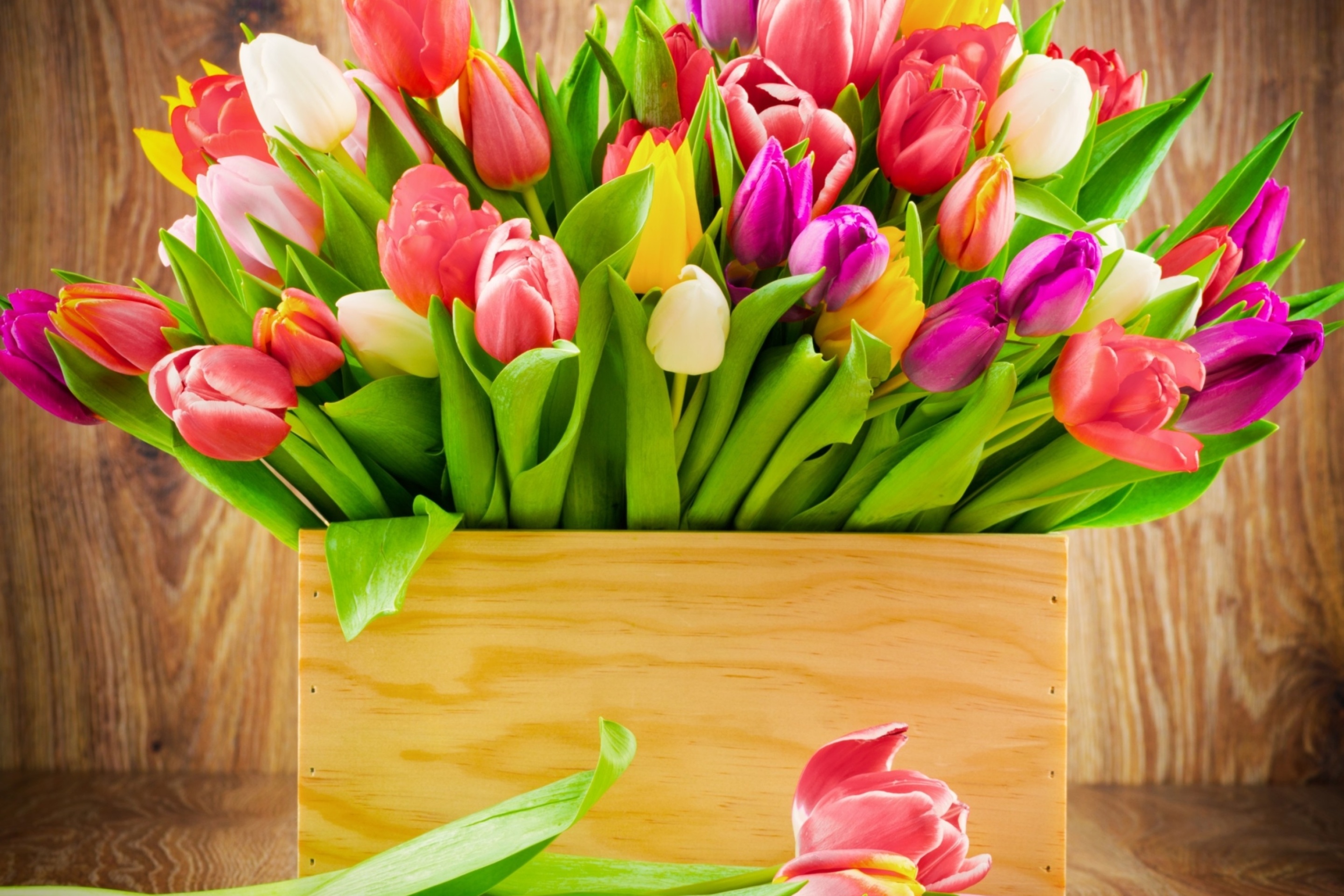 Обои Bunch of tulips 2880x1920