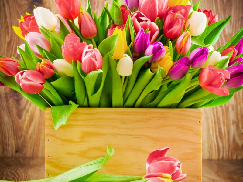 Обои Bunch of tulips 800x600