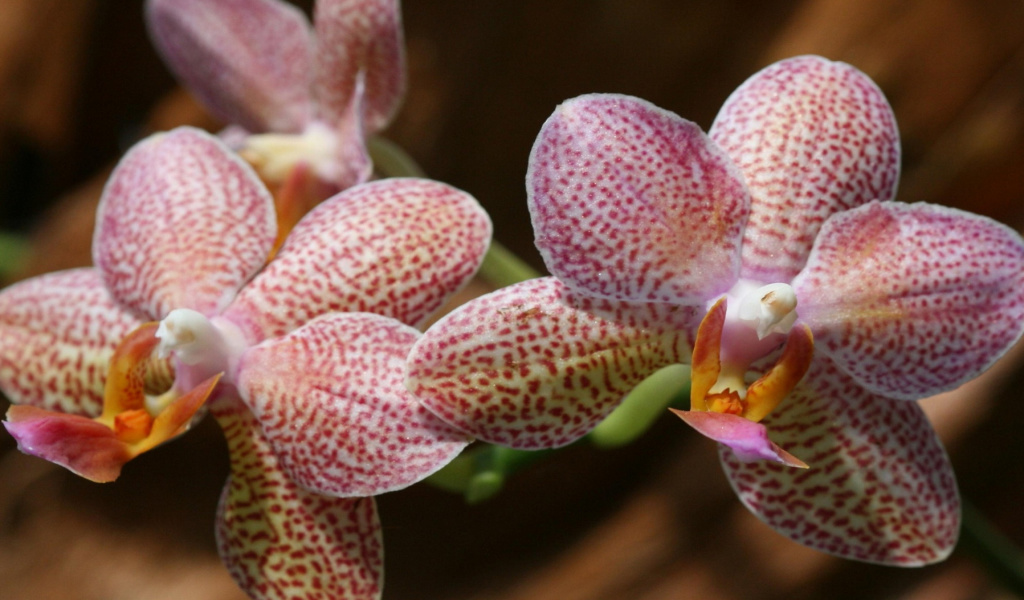 Amazing Orchids wallpaper 1024x600