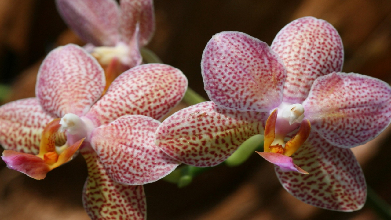 Обои Amazing Orchids 1280x720