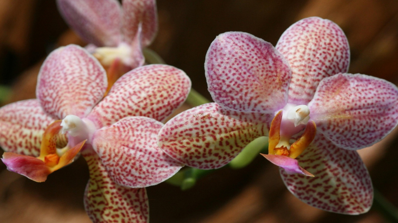 Обои Amazing Orchids 1366x768