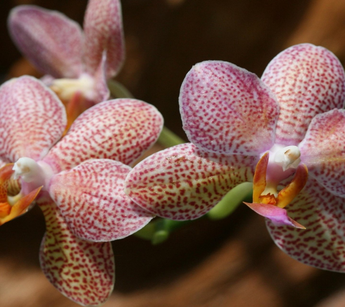 Amazing Orchids wallpaper 1440x1280
