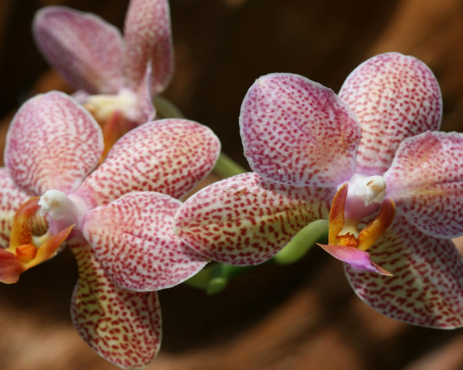 Amazing Orchids wallpaper 1600x1280