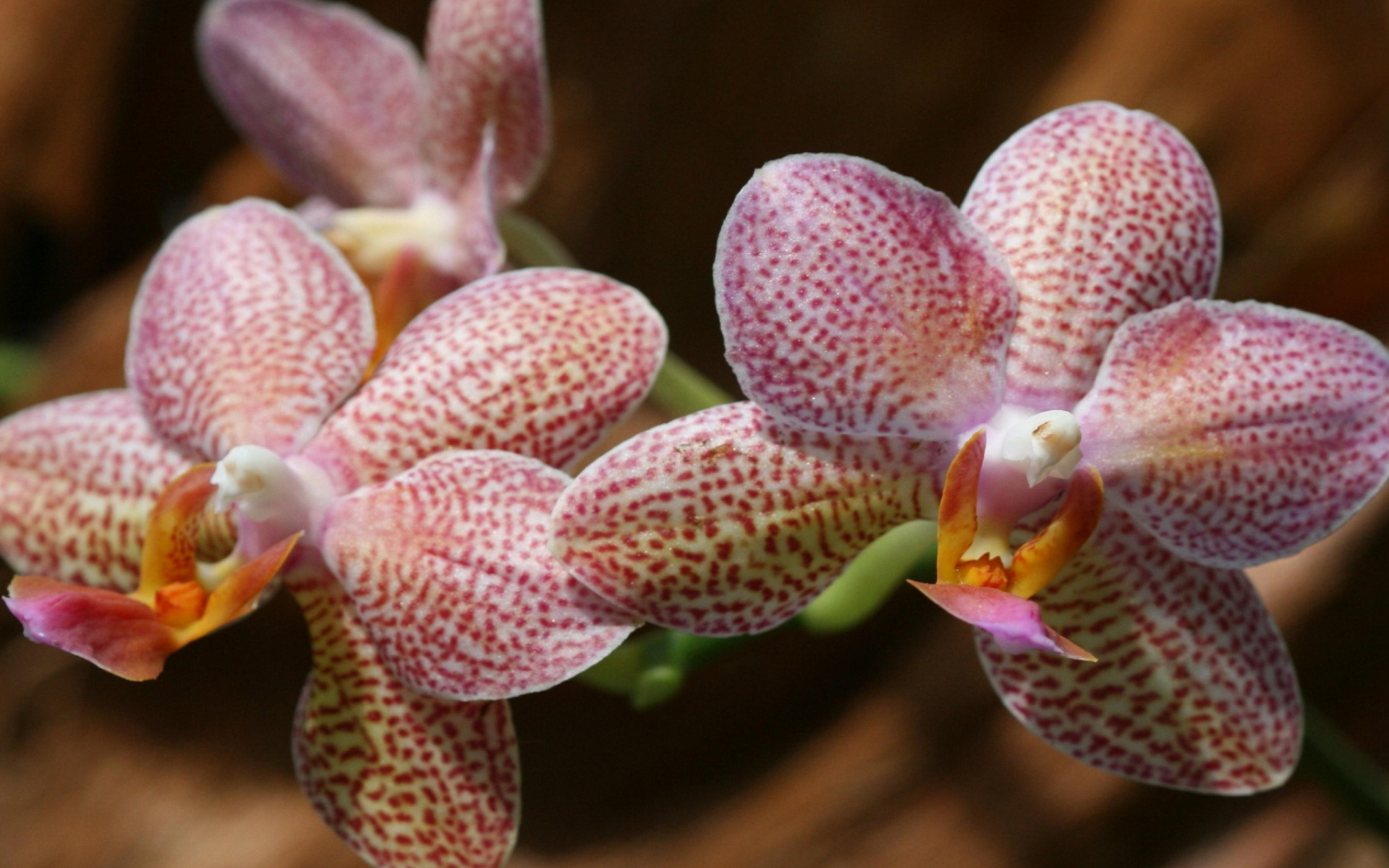 Amazing Orchids wallpaper 1920x1200