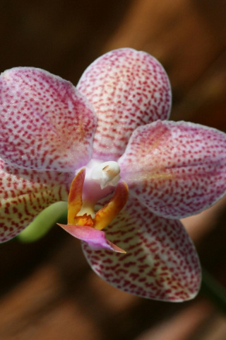 Das Amazing Orchids Wallpaper 320x480