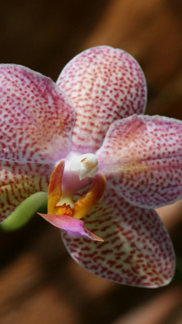 Amazing Orchids wallpaper 360x640