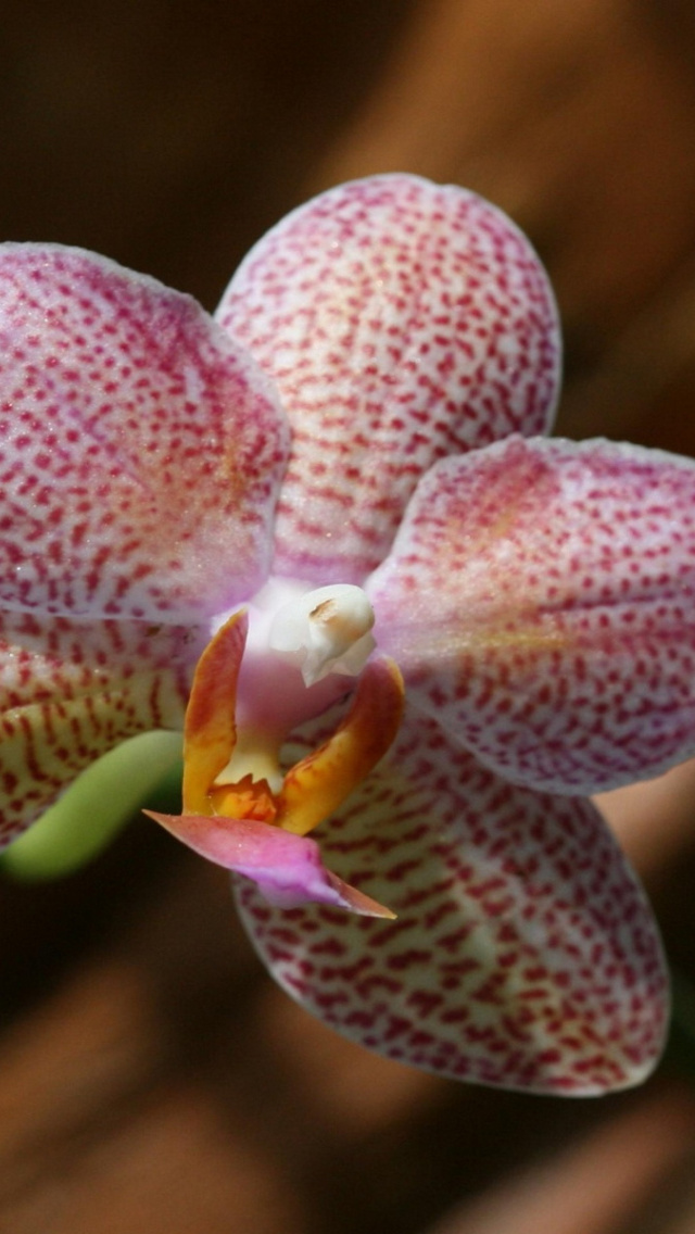 Amazing Orchids wallpaper 640x1136