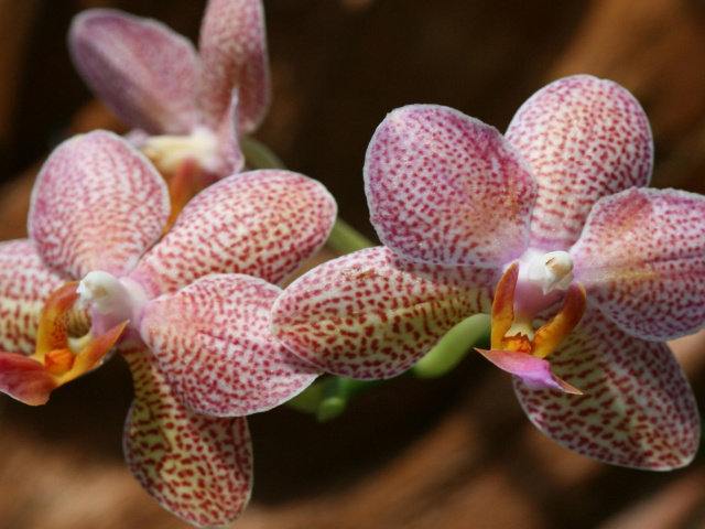 Das Amazing Orchids Wallpaper 640x480