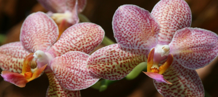 Amazing Orchids wallpaper 720x320