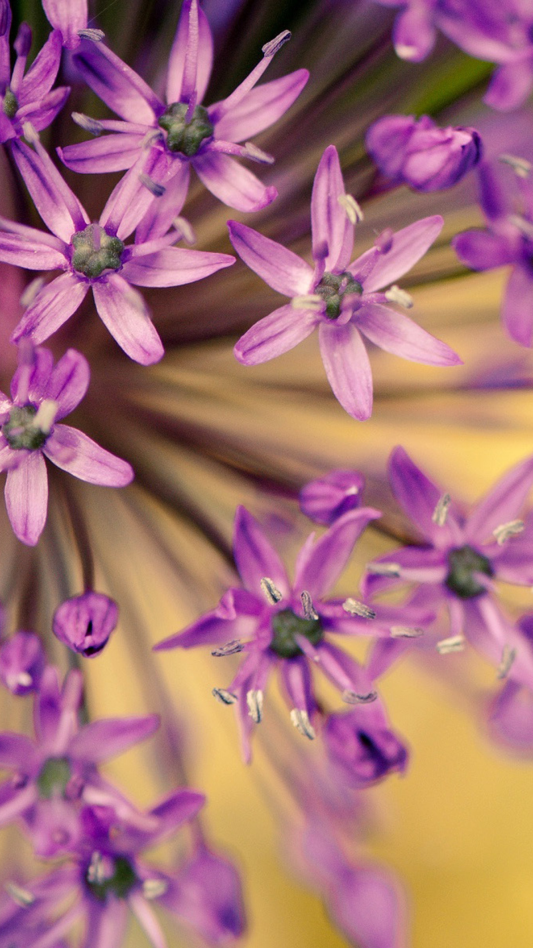 Macro Purple Flowers wallpaper 1080x1920