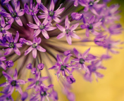Обои Macro Purple Flowers 176x144