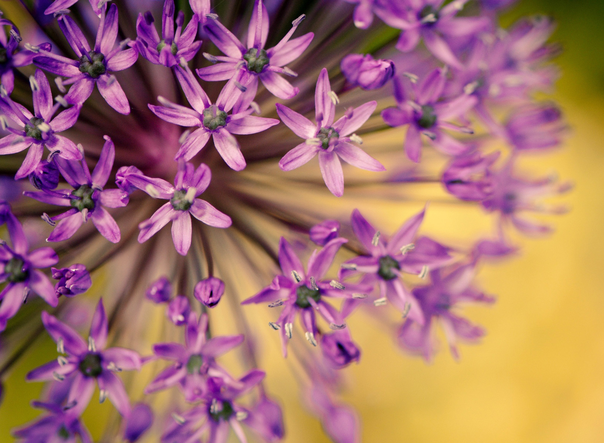 Fondo de pantalla Macro Purple Flowers 1920x1408