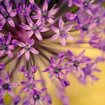 Screenshot №1 pro téma Macro Purple Flowers 208x208