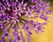 Sfondi Macro Purple Flowers 220x176