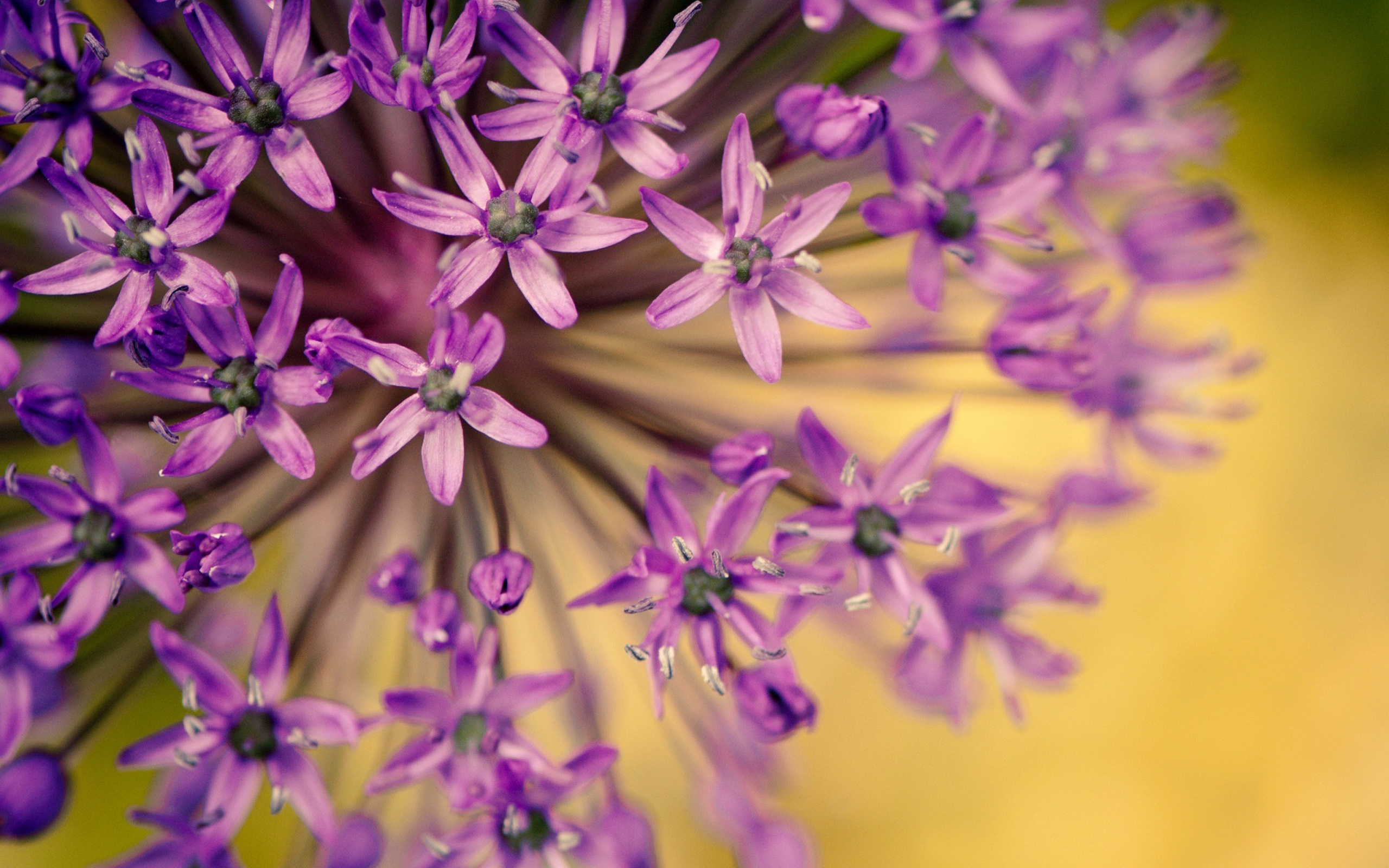 Fondo de pantalla Macro Purple Flowers 2560x1600