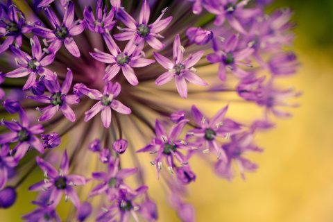 Обои Macro Purple Flowers 480x320
