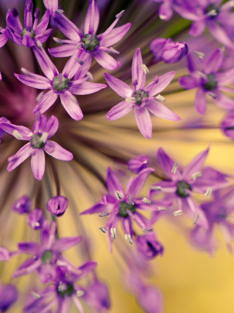 Screenshot №1 pro téma Macro Purple Flowers 480x640
