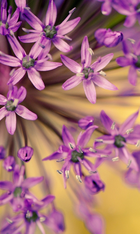 Обои Macro Purple Flowers 480x800