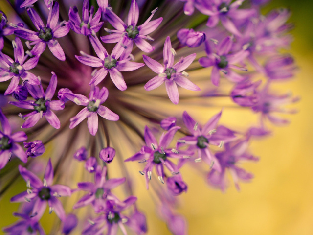 Обои Macro Purple Flowers 640x480