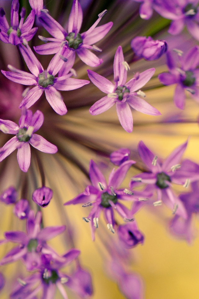Das Macro Purple Flowers Wallpaper 640x960