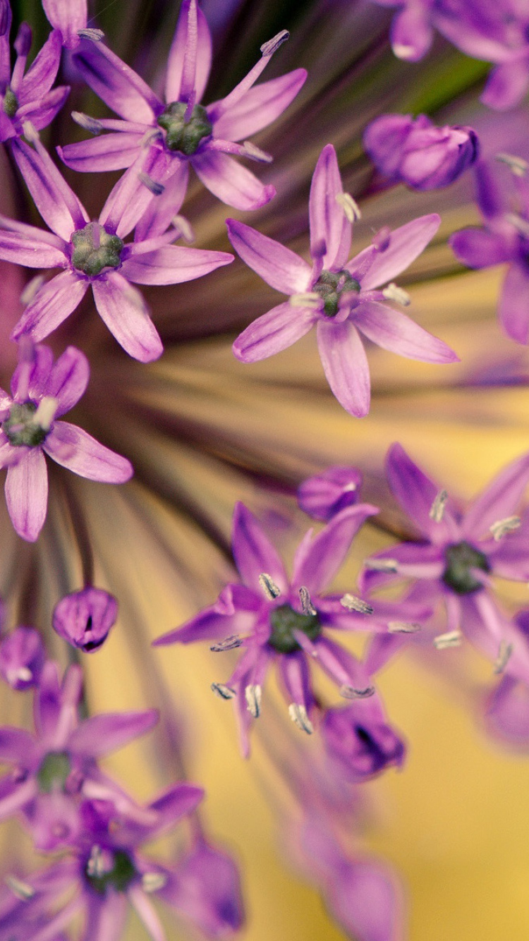 Macro Purple Flowers wallpaper 750x1334